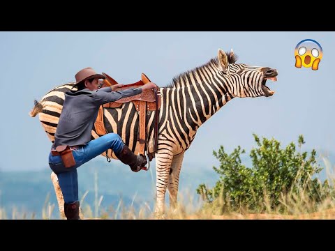 ISSO QUE ACONTECE QUANDO SE TENTA MONTAR EM ZEBRAS