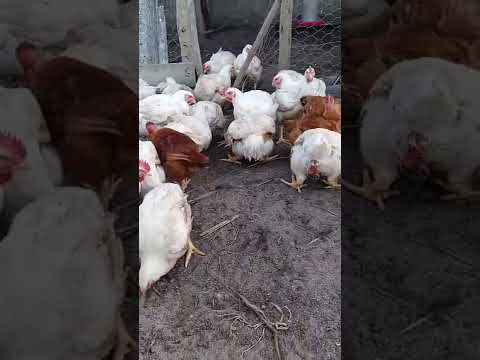 Frango de Corte 45 dias