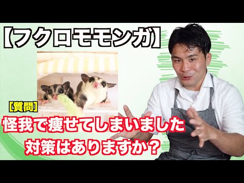 【フクロモモンガ】体重が増えない時の対策