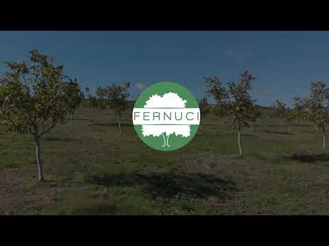 Fernuci - Organic Walnut Producer