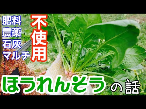 アカザ科について詳しく解説