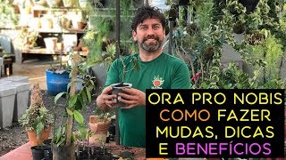 Ora Pro Nobis: Como Fazer Mudas, Dicas e Benefícios