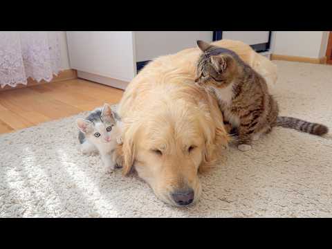YouTube 썸네일