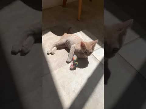 Video of adoptable pet named Gardenia