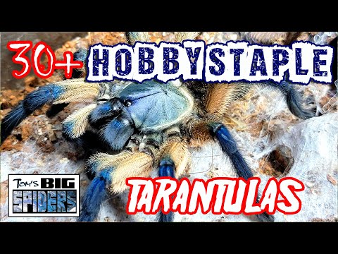 30 + Hobby Staple Tarantulas - Species Everyone Should Keep at Some Point