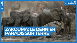 Le dernier paradis sur terre : découvrez le Parc National de Zakouma - Le Jardin Extraordinaire 🌍