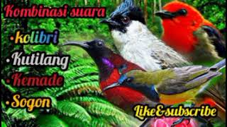 Download lagu Kombinasi suara pikat burung kolibri,kutilang,kemade,sogon suara pikat paling ampuh | mp3