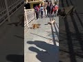 Strange Fight Dog And Monkey
