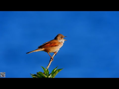 Common whitethroat song Tornsanger Серая славка песня Fauvette grisette chant Dorngrasmücke Grasmus