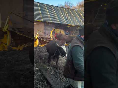 Nea Leon își ia rămas bun de la taur 🐂
