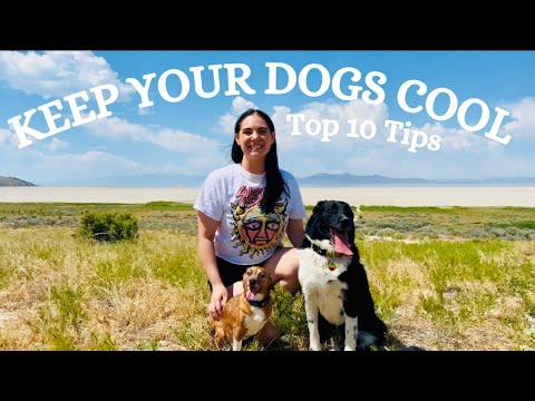 Hot Dog Summer Survival Guide: Top 10 Heatwave Dog Tips And Hacks On How To Keep Your Dog Cool