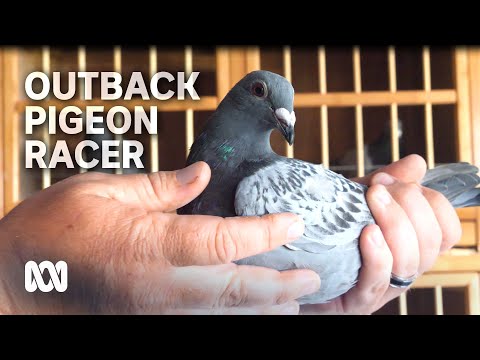 Outback pigeon racer homing in on multi million dollar showdown ABC Australia