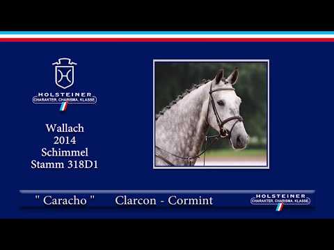 Holsteiner Sommerauktion 2019 | Nr. 04 - Caracho v. Clarcon - Cormint