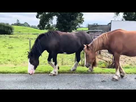 Four Smashing 3yr old Cobs For Sale - Image 2