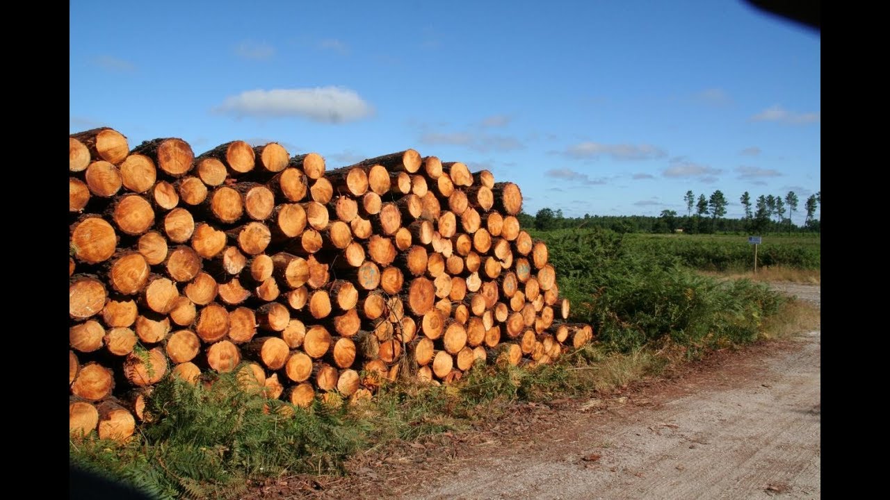 14# Comment trouver du bois de chauffage sans l'acheter dans le commerce 