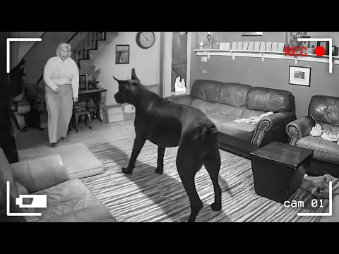 95 unglaubliche Momente, die von einer CCTV-Kamera aufgenommen wurden