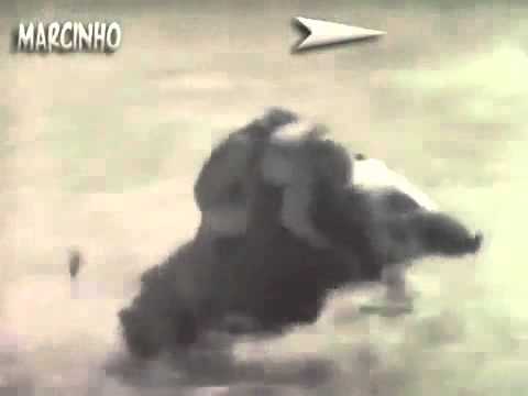 Macacos pegando carona em javali para fugir de caçadores