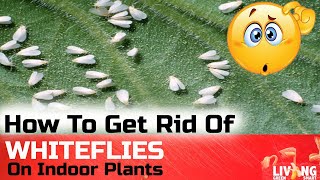 How to get rid of WHITE FLIES on Indoor Plants | Quick Fix!