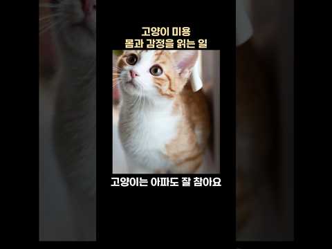 『스타일링캣: 고양이 미용 디자인북』 - 신간 쇼츠(진서연, 나비의활주로)