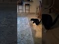 Tuxedo Cat Playing With Her Favorite Toy A Rubber O Ring Cat Comedy