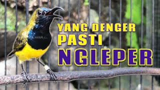 Download lagu 🔥 Denger Ini Dijamin Ikut NGLEPER & NYAUT TANPA AMAN #pancingansogon #sogongacor mp3