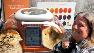 Chickcozy Incubator Review: Start To Hatch Video!