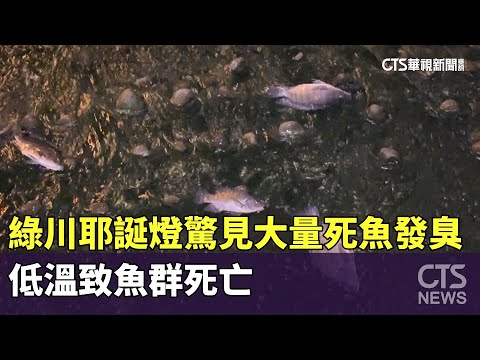 綠川耶誕燈驚見大量死魚發臭　低溫致魚群死亡