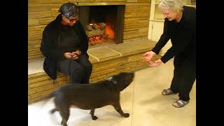 Video preview image #1 Mutt Puppy For Sale in Germanton, TN, USA