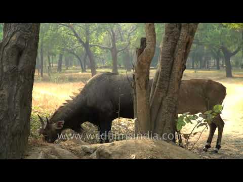 download lagu mp3 mp4 Nilgai Cow, download lagu Nilgai Cow gratis, unduh video klip Nilgai Cow