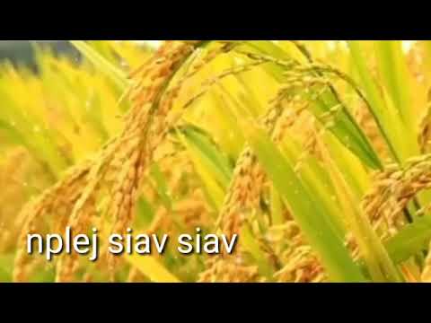 Nplej siav siav lawm yuav txog lub caij qub lawm mloog nkauj hmoob kho siab