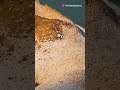 What Happens to the Body After Death?  documentry