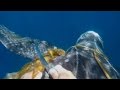 Man Jumps Into Ocean to Save 700-Pound Sea Turtle Being Choked By Kelp
