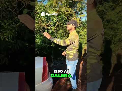 Pesca de Cará e Lambari - A Emoção da Vingança! #pescaria