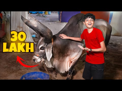 World Biggest Eid al-Adha Chand Bull 🤯