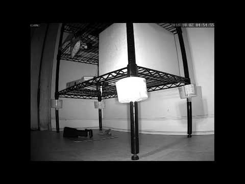 image-Are mice good climbers?
