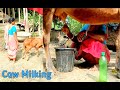 Cow Milking In Full Force By Two Hand 1 Cow Milking Vlog