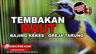 Download lagu 🔴Cucak Cungkok Gacor Full Isian Greja Tarung dan Bajing Kekes❗️Masteran Segala Burung mp3 Download lagu 🔴Cucak Cungkok Gacor Full Isian Greja Tarung dan Bajing Kekes❗️Masteran Segala Burung mp3