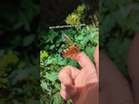 Cicada Killers - one of the biggest and most docile wasps in North America. #wasp #cicada #bugs