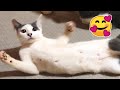 What Is This Cats Are Curious2 134
