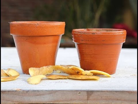 Blumentöpfe reinigen: Der Sauber-Trick mit Kartoffelschalen