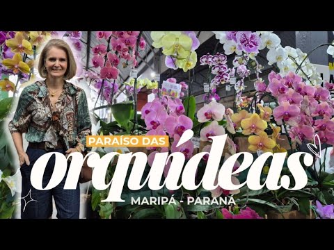 Nunca Vi Tantas Orquídeas! 🌸 Festa de Maripá