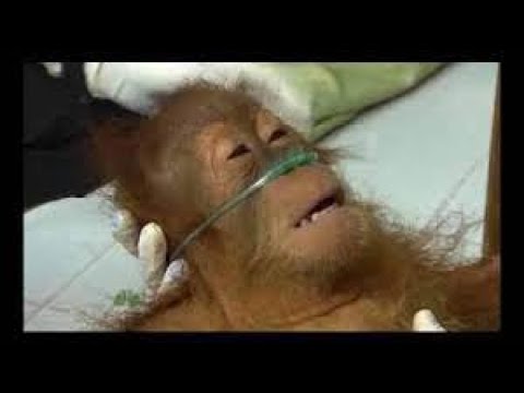 THE LOCAL GEEZA GOES TO THE FORST AT 3AM