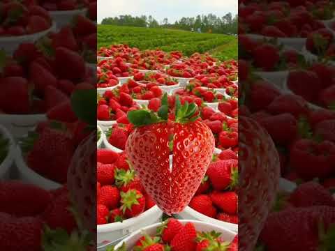 Yummy strawberries #shorts  #fruits