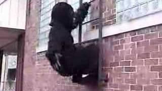 What Makes The Monkey Dance