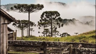 Serra Catarinense - a fruta do futuro | Globo repórter | 'Documentário'.
