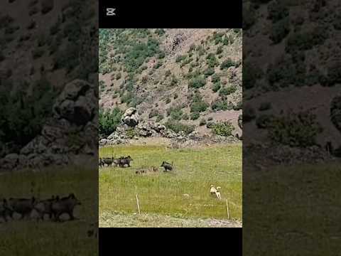 #shortsvideo #kangal