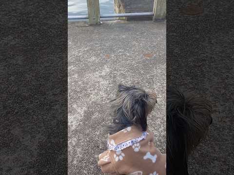 #shorts Antonina, Paraná #pets  #petsfofinhos