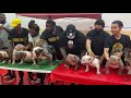 Texas Indoor Bully Show Exotic Bully Pocket Bully Micro Bully