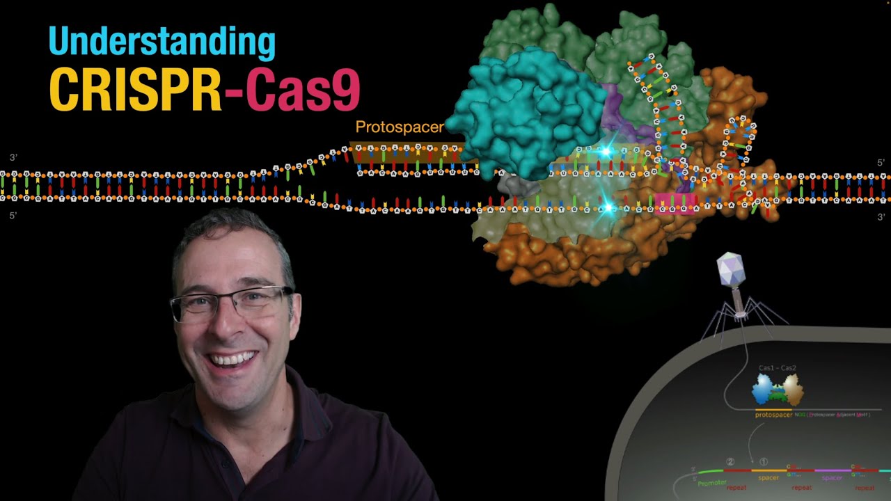 Understanding CRISPR-Cas9