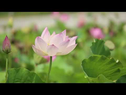 ✅ Sve koristi sadake (prema hadisima i učenju islama